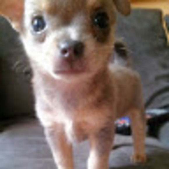 Meet your Posher, Daisy - Picture 1 of 1